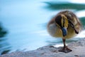 Bandit the precious baby duckling Royalty Free Stock Photo