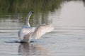 Bandmaster elegant swan enjoying water