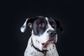 Bandog on the black background Royalty Free Stock Photo