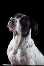 Bandog on the black background