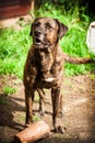 Bandog Royalty Free Stock Photo