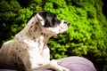 Bandog at home in the garden