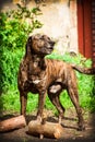 Bandog