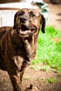 Bandog