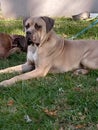 Bandogge Mastiffs dog Royalty Free Stock Photo