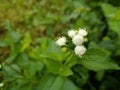 white flowers of the Ageratum conyzoides or badotan plant Royalty Free Stock Photo