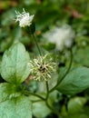 bandotan herb Ageratum conyzoides