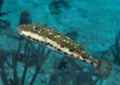 Bandtail Puffer Royalty Free Stock Photo