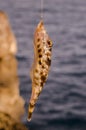 Bandtail puffer fish caught hanging on the hook rod with blur sea in the background