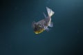 Bandtail Puffer fish Royalty Free Stock Photo