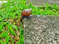Slow and deliberate movement of spiraled shell snail