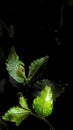 Bandung, 5 March 2024, photo of leaf shoots on a black background