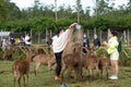 Traveler feeding the hungry deers (rusa) in the field with carrot