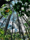 in bandung roard floowers Royalty Free Stock Photo