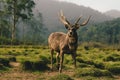 Baratheon Royalty Free Stock Photo