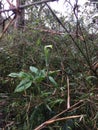 Bandura flower (Nepenthes distillatoria). This is a carnivorous plant.