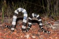 Bandy Bandy snake Royalty Free Stock Photo