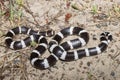 Bandy Bandy snake Royalty Free Stock Photo