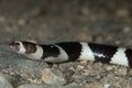 Bandy Bandy (Vermicella annulata), an Australian Snake