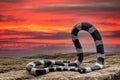 Bandy Bandy Snake Royalty Free Stock Photo