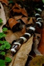 Bandy-bandy Vermicella annulata snake Royalty Free Stock Photo