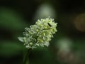 Bane berry, Actaea spicata, white flowers almost blooming