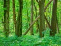 Baneasa forest near Bucharest, Romania. Fresh green forest landscape in the spring or summer Royalty Free Stock Photo