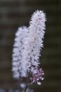 Baneberry Actaea simplex Brunette, pinkish-white flowers