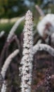 Baneberry Actaea simplex, raceme with white flowers