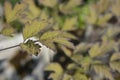 Baneberry Black Negligee Royalty Free Stock Photo