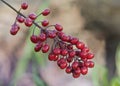 Baneberry Fruit Cluster -Toxic Plants