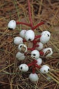 Baneberry fruit