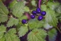 Baneberry or herb Christopher, Actaea spicata, an extremely poisonous plant