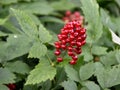 Baneberry poisonous red berries in forest