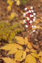 Baneberry Rises Above Autumn Woodland Floor Royalty Free Stock Photo