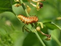 Baneful caterpillar closeup