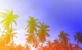 The baner Summer Vintge colorfully with Palm Trees Vintage - cloud sky summer tropical summer image background