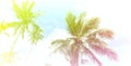 Summer Vintge Palm Trees Vintage - cloud sky summer tropical summer image background