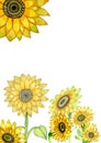 Baner with sunflowers and white background background