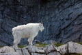 Banff National Park Royalty Free Stock Photo