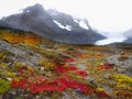 Canadian National Parks in Alberta Royalty Free Stock Photo