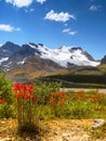 Canadian National Parks in Alberta, Road Trip Royalty Free Stock Photo