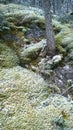 Banff tunnel mountain moss bush snow