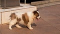 Bang Kaew puppies walking on concrete tiles