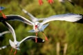 Flying Brown-headed gulls at Bang Poo,Samut Prakarn province,Thailand.