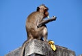 Bang Saen, Thailand: Monkey Eating Banana