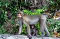 Bang Saen, Thailand: Mother monkey and baby Royalty Free Stock Photo