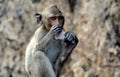 Bang Saen, Thailand: Seated Monkey