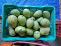 Banganapalli (Benishan) mangoes Royalty Free Stock Photo