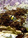 Banggai cardinafish in the Lanzarote